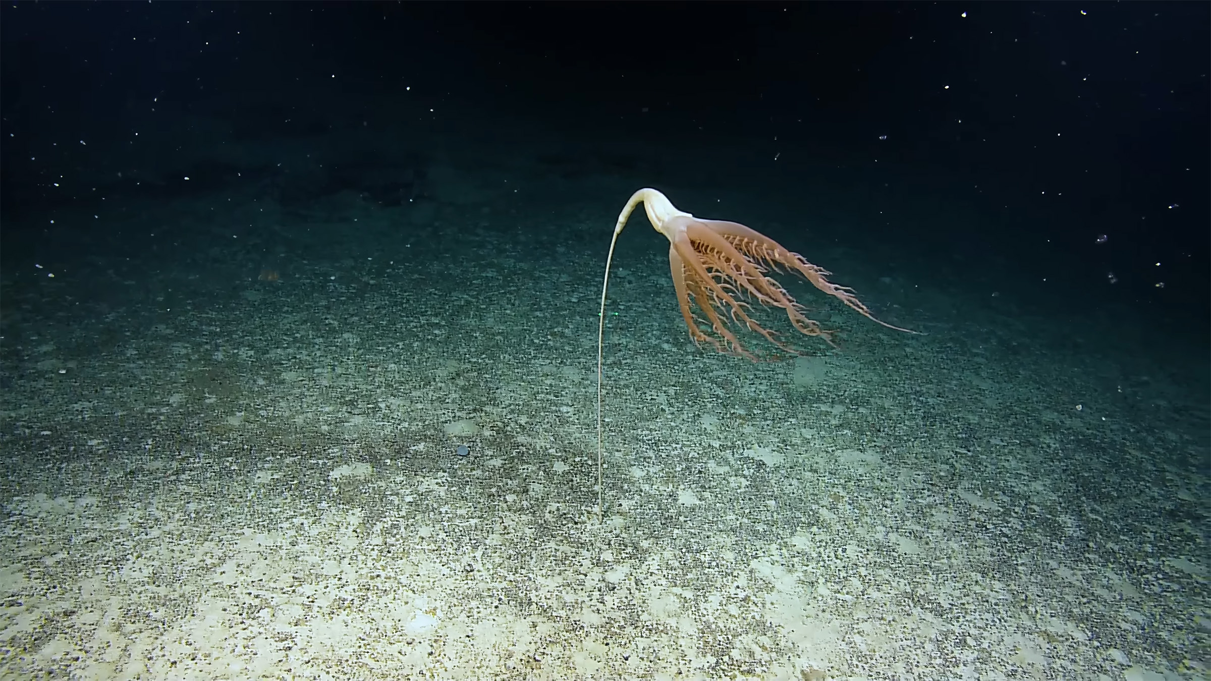 Solumbellula Sea Pen