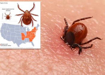Potentially deadly bacteria found in invasive tick for first time in US