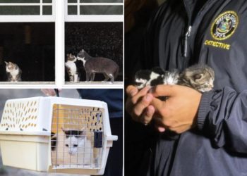 Putrid LI home had dead cats in freezer, dead kittens in boxes — and even seasoned rescuers were gagging at the stench