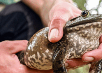 State Senator Eddie Lambert: Louisiana Bill Allows Residents to be Armed While Frog Hunting