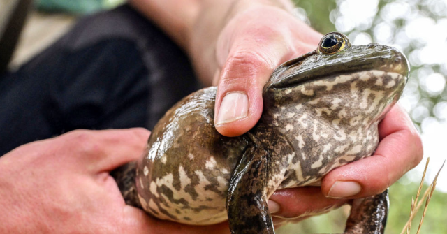 State Senator Eddie Lambert: Louisiana Bill Allows Residents to be Armed While Frog Hunting