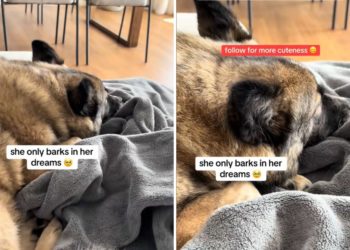 Tears as Owner Realizes Only Time Rescue Dog Ever Barks Is ‘in Her Dreams’