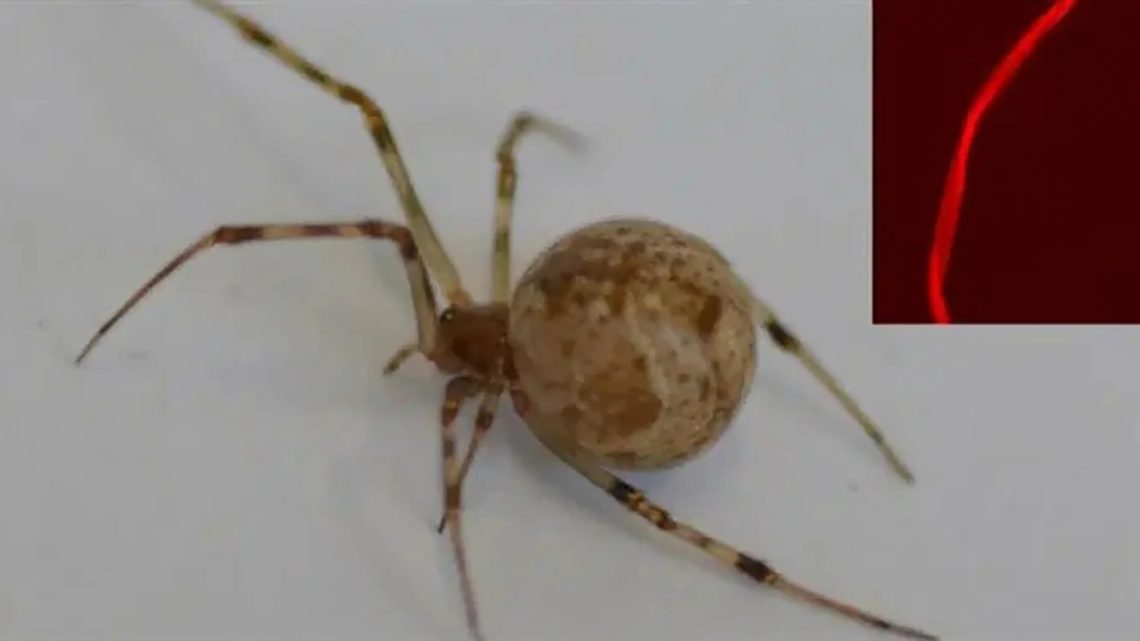 The World’s First Genetically Modified Spider Spins Glowing Red Silk