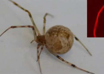 The World’s First Genetically Modified Spider Spins Glowing Red Silk