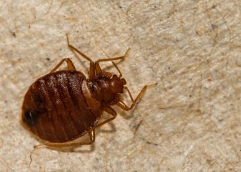 These bugs may be the oldest pests humans have had to deal with