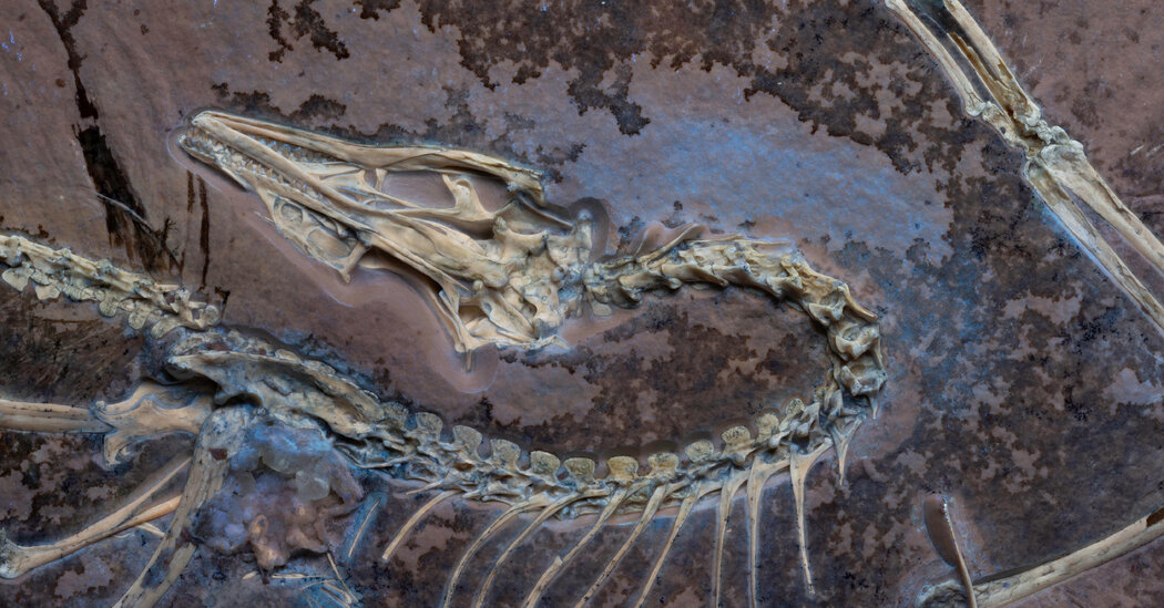 This Dinosaur Had Feathers and Probably Flew Like a Chicken