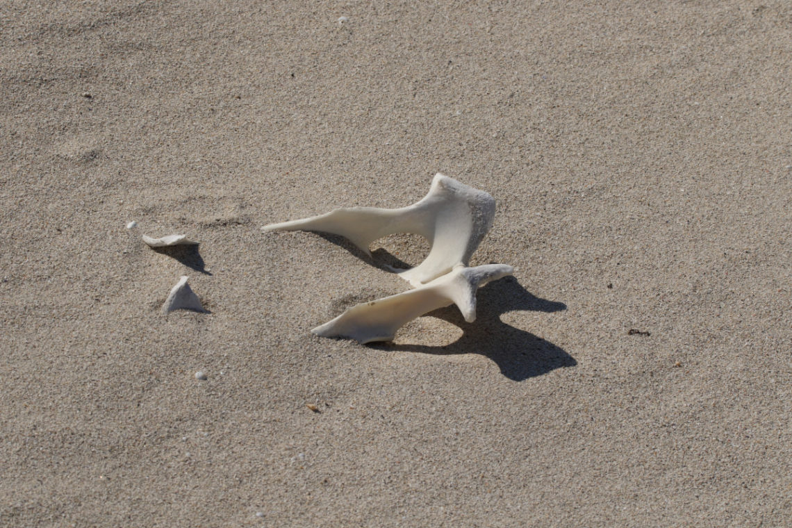 Tourists Find 200-Year-Old Human Bones on Beachfront Property