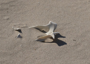 Tourists Find 200-Year-Old Human Bones on Beachfront Property
