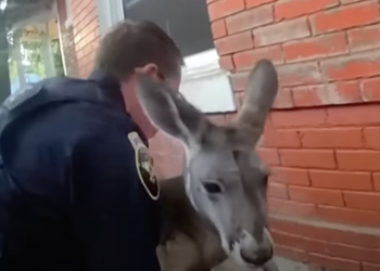 WATCH: Runaway Kangaroo Drives Colorado Cops Hopping Mad After Escaping