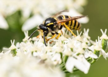 What Climate Change Means for Summertime Bugs