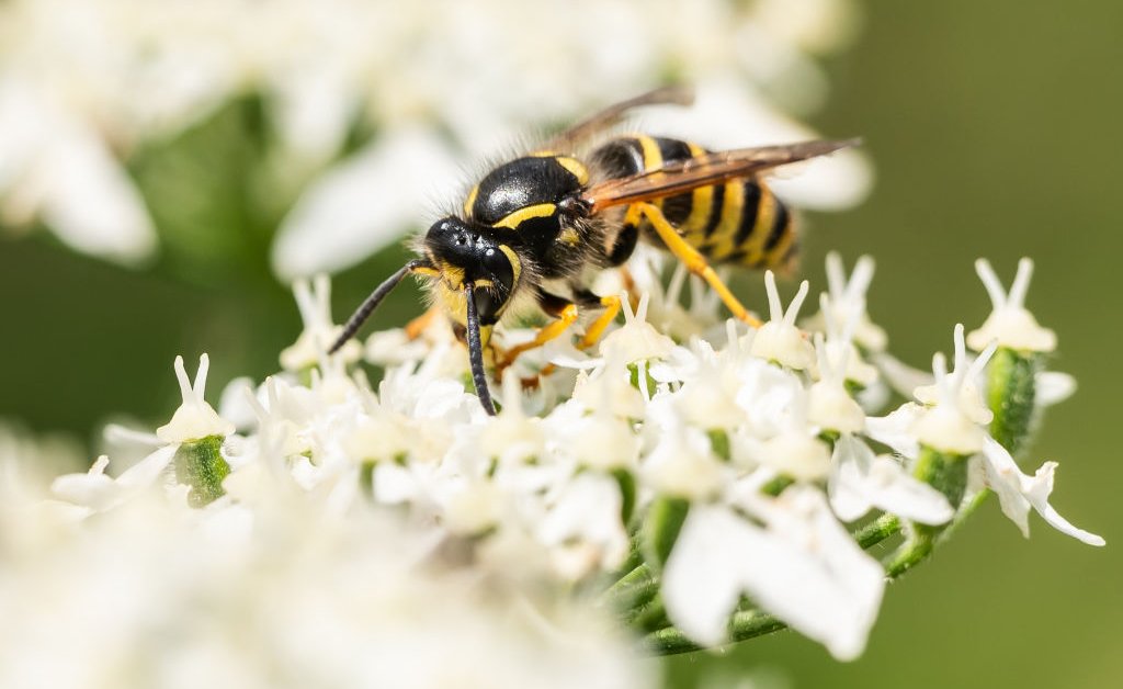 What Climate Change Means for Summertime Bugs