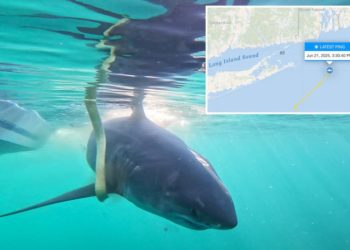 11-foot great white shark surfaces off popular NJ beach coast — on ‘Jaws’ anniversary