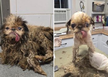 115 dogs found in Brooklyn hoarder home on the road to recovery with ‘Love, care and TLC’ from animal rescuers