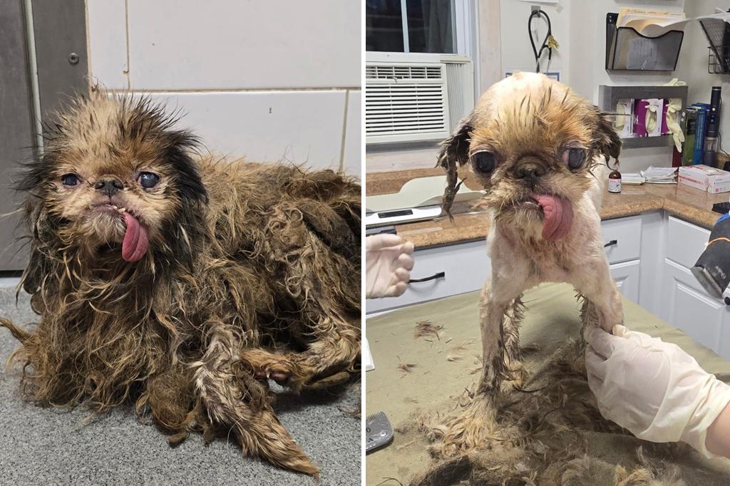 115 dogs found in Brooklyn hoarder home on the road to recovery with ‘Love, care and TLC’ from animal rescuers
