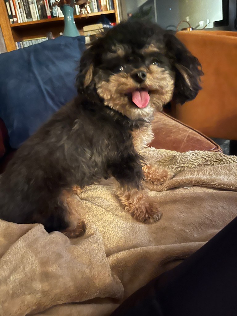 Upper East Side resident Sarah Grant rescued Fennel in December.