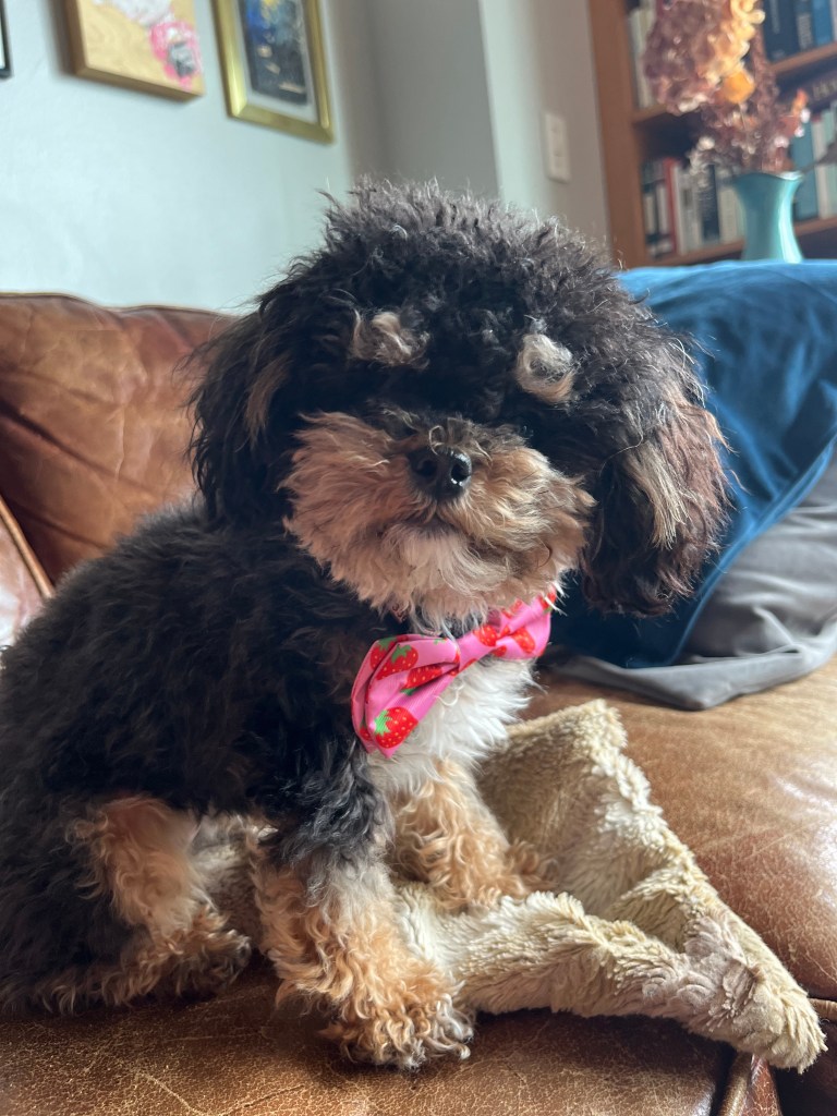 18-month-old Fennel was tragically struck and killed by an e-bike in a sidewalk hit-and-run in Manhattan over Memorial Day weekend – but the dog’s grieving owner says she can’t get justice for the pup because of a loophole in New York state law.