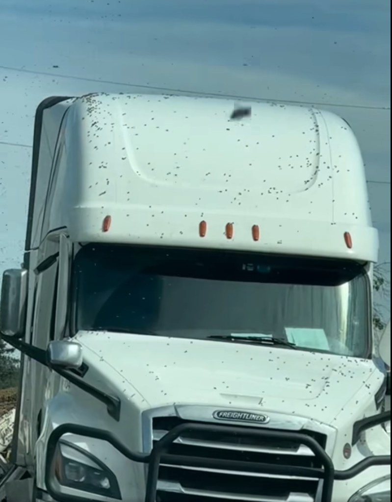 A large swarm of bees is released in northern Washington after a truck overturns; authorities urge people to steer clear of the area.