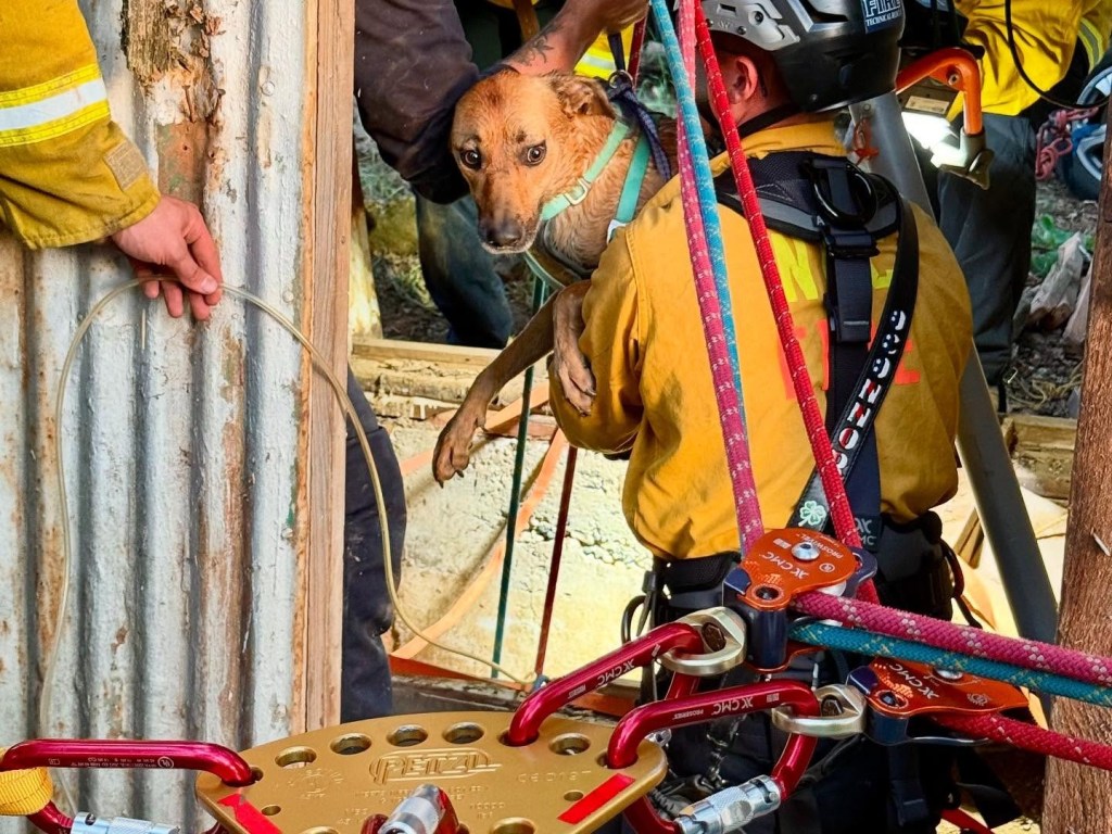 The rescuers arrived at the scene and quickly leapt into action. 