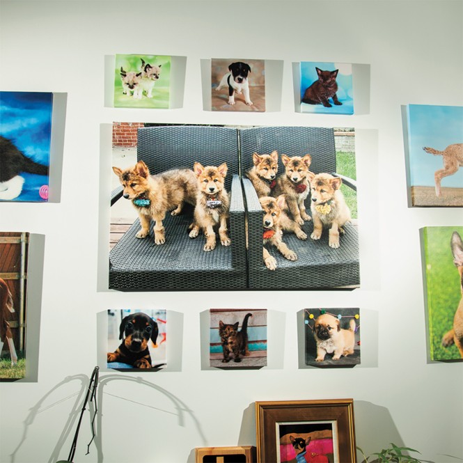 photo of waiting room wall with multiple pictures of puppies and kittens
