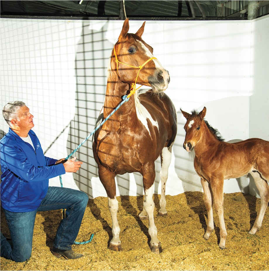 photo of man in blue jacket and jeans on one knee holding lead attached to halter of paint mare with foal on right