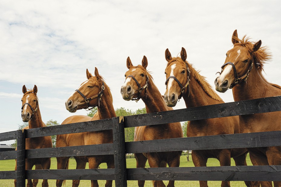 photo of 5 almost identical chestnut horses, with slightly different white facial markings, in halters behind fence rail