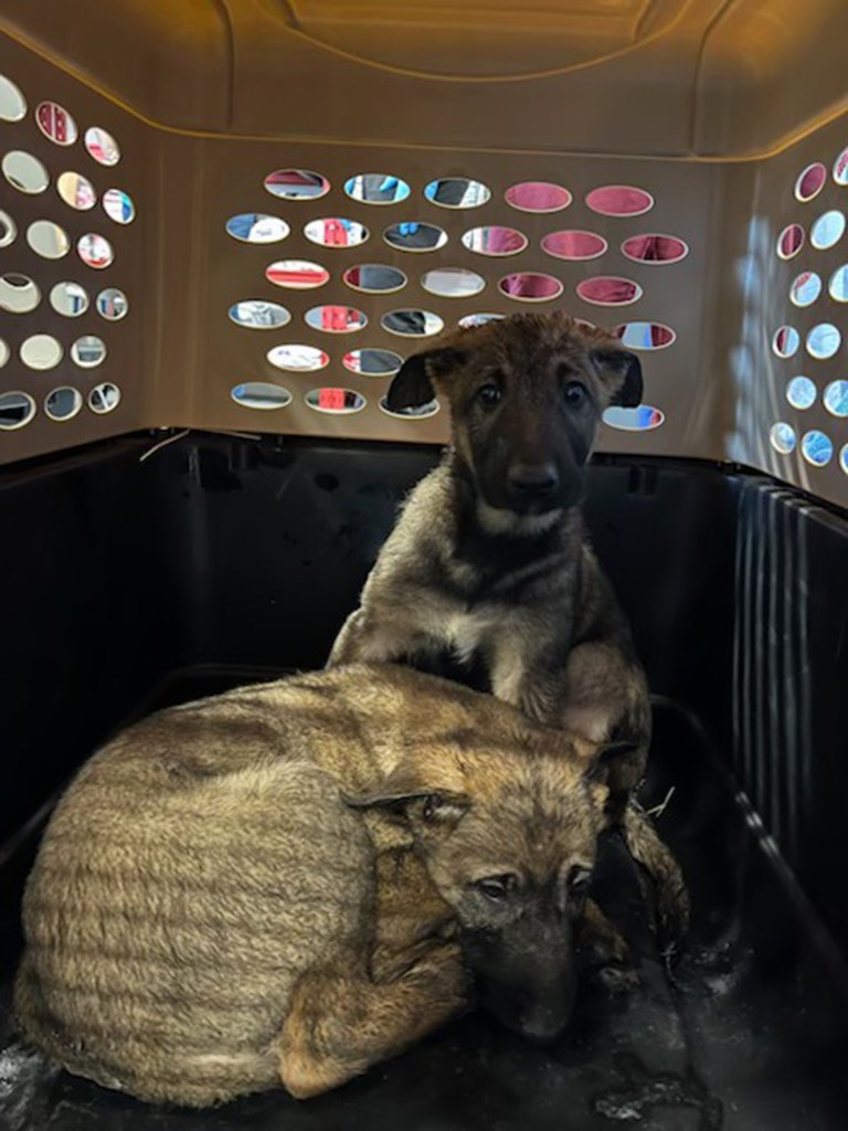 Isaac Yadgarov, 37 – who allegedly crowded the 48 Belgian Malinois dogs into the foul-smelling unit on 62nd Road in Forest Hills – was arraigned Monday on a 96-count indictment accusing him of animal abuse and neglect, according to the Queens District Attorney’s Office. 