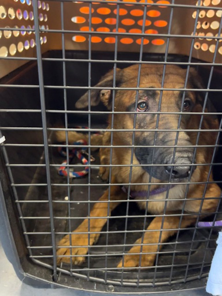 Isaac Yadgarov, 37 – who allegedly crowded the 48 Belgian Malinois dogs into the foul-smelling unit on 62nd Road in Forest Hills – was arraigned Monday on a 96-count indictment accusing him of animal abuse and neglect, according to the Queens District Attorney’s Office. 