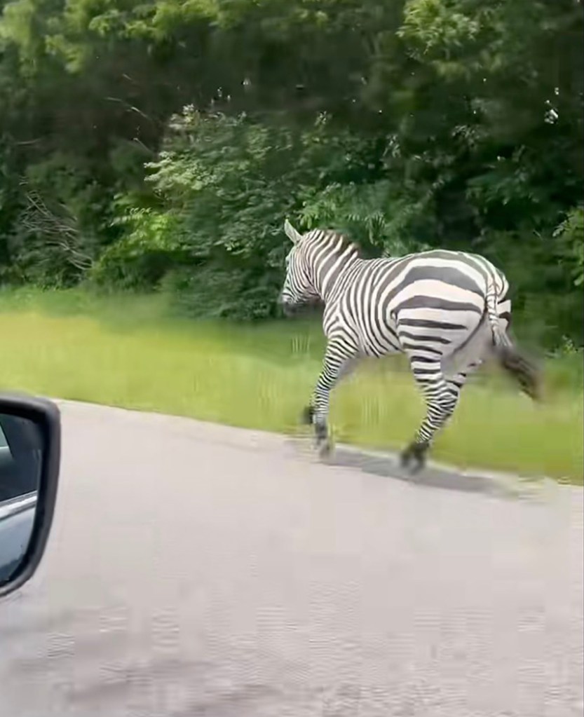 Zebra running down a highway.