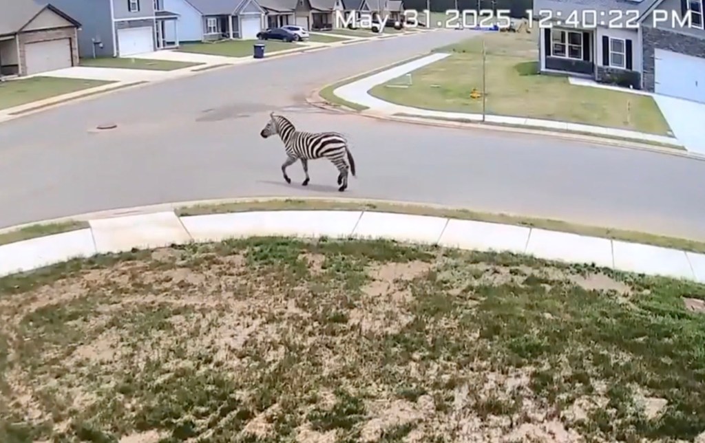 Zebra walking down a residential street.