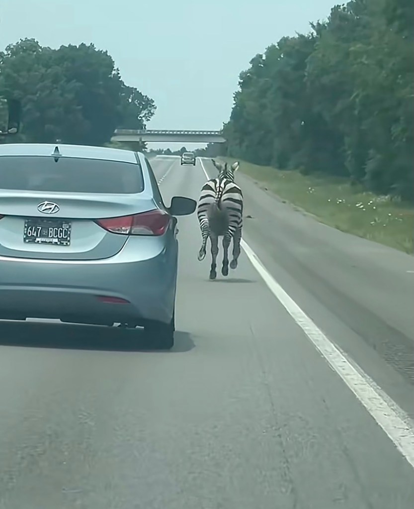 Zebra running down a highway.