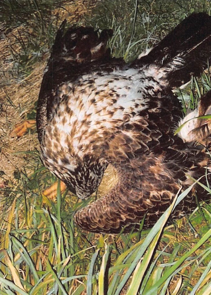 Dead bald eagle on the ground.