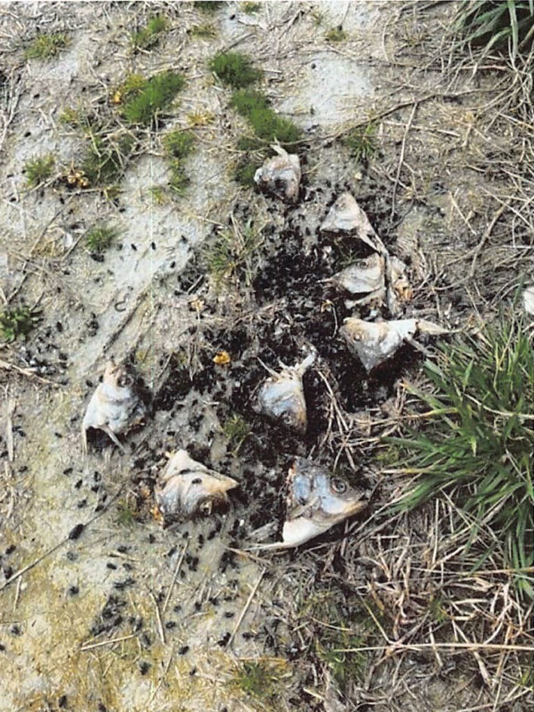 Poisoned fish heads on the ground.