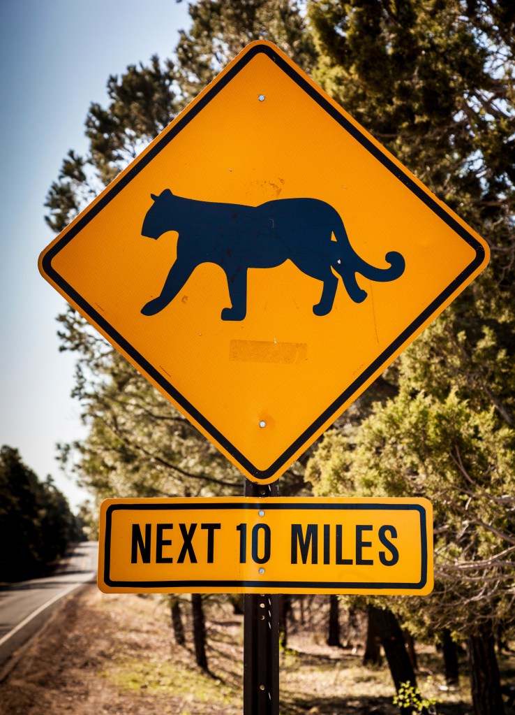 Wildlife officials responded to the scene and hauled the cougar’s carcass away. The dog only had minor injuries and the owner was unharmed, according to wildlife officials.