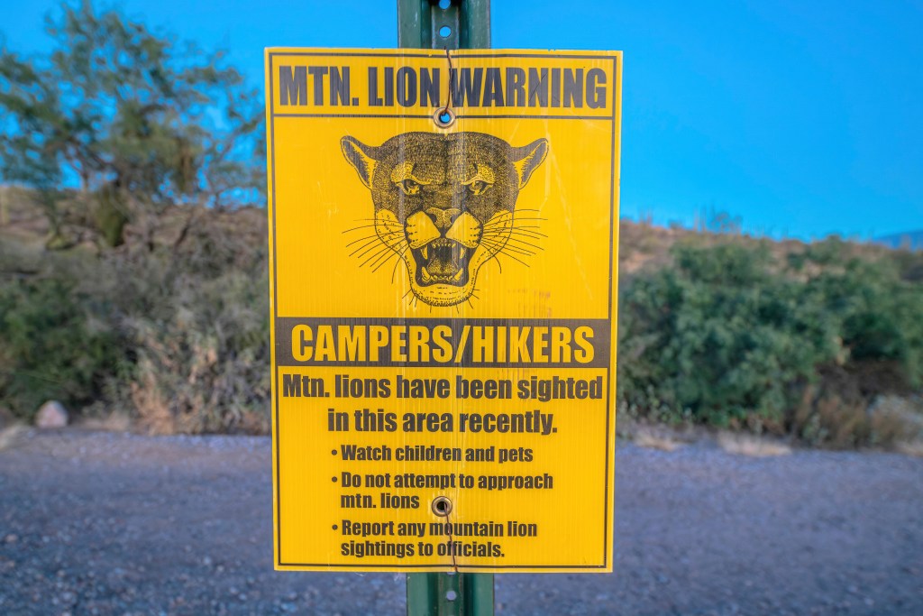 As they were trying to get to the safety of their home, the cougar attacked again. This time, the dog owner pulled out a gun and shot the beast to death. 