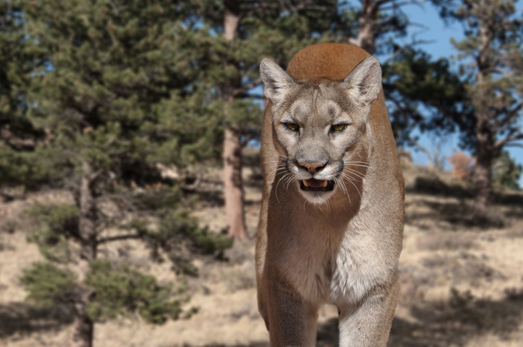 was forced to shoot and kill an aggressive cougar that attacked him and his pup twice during their nightly walk in a residential Arizona neighborhood