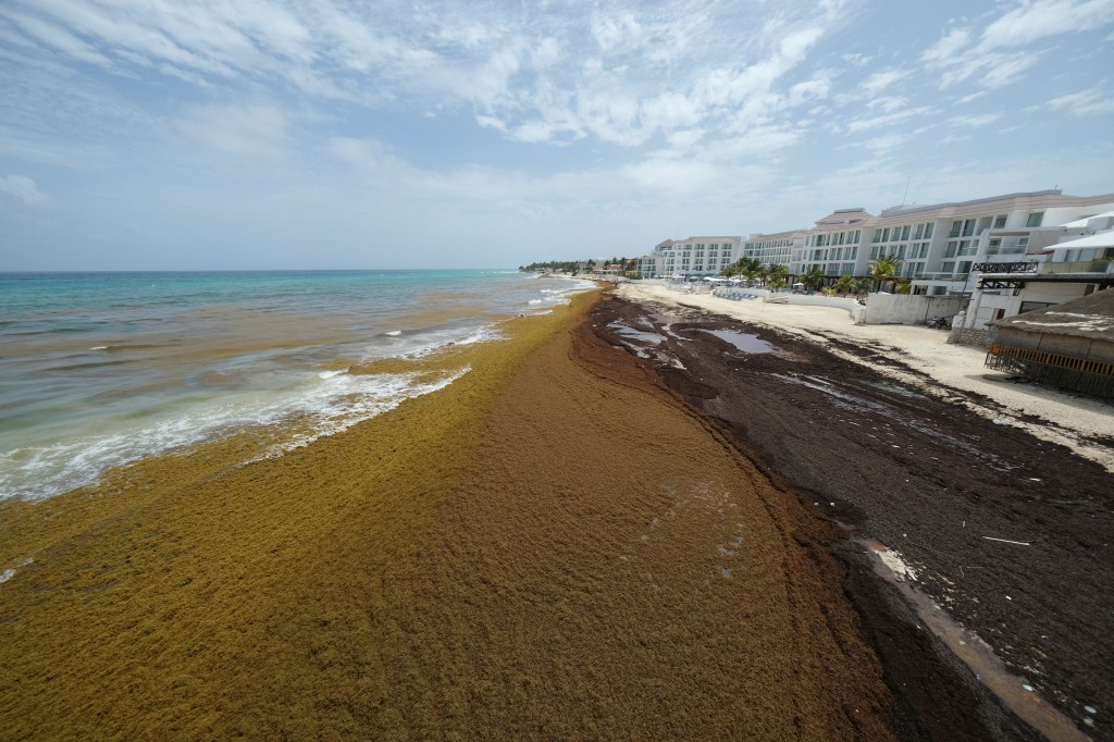 Sargassum pile up on the coast of Puerto Rico's Playa Lucía on June 2, 2025.