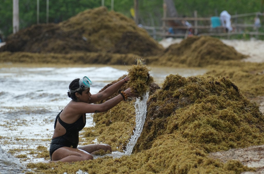 A woman picks up seaweed on a beach during its season in Mexico.