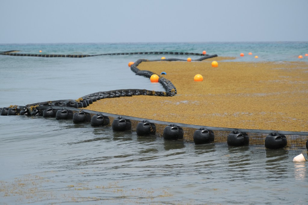 A buoy barricade is deployed to contain the seaweed from piling up on the beaches in Mexico.