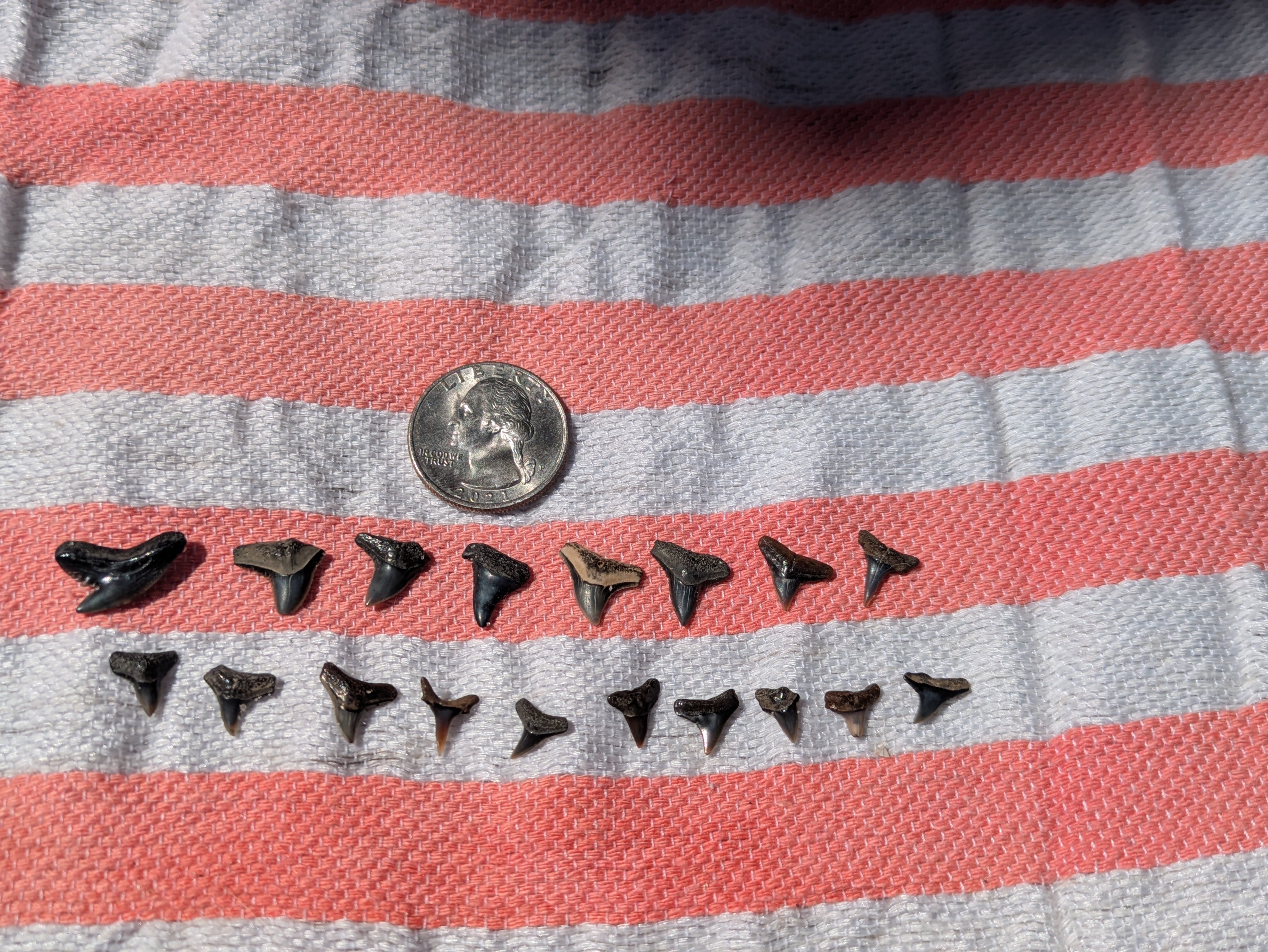 shark teeth with a quarter near them for scale