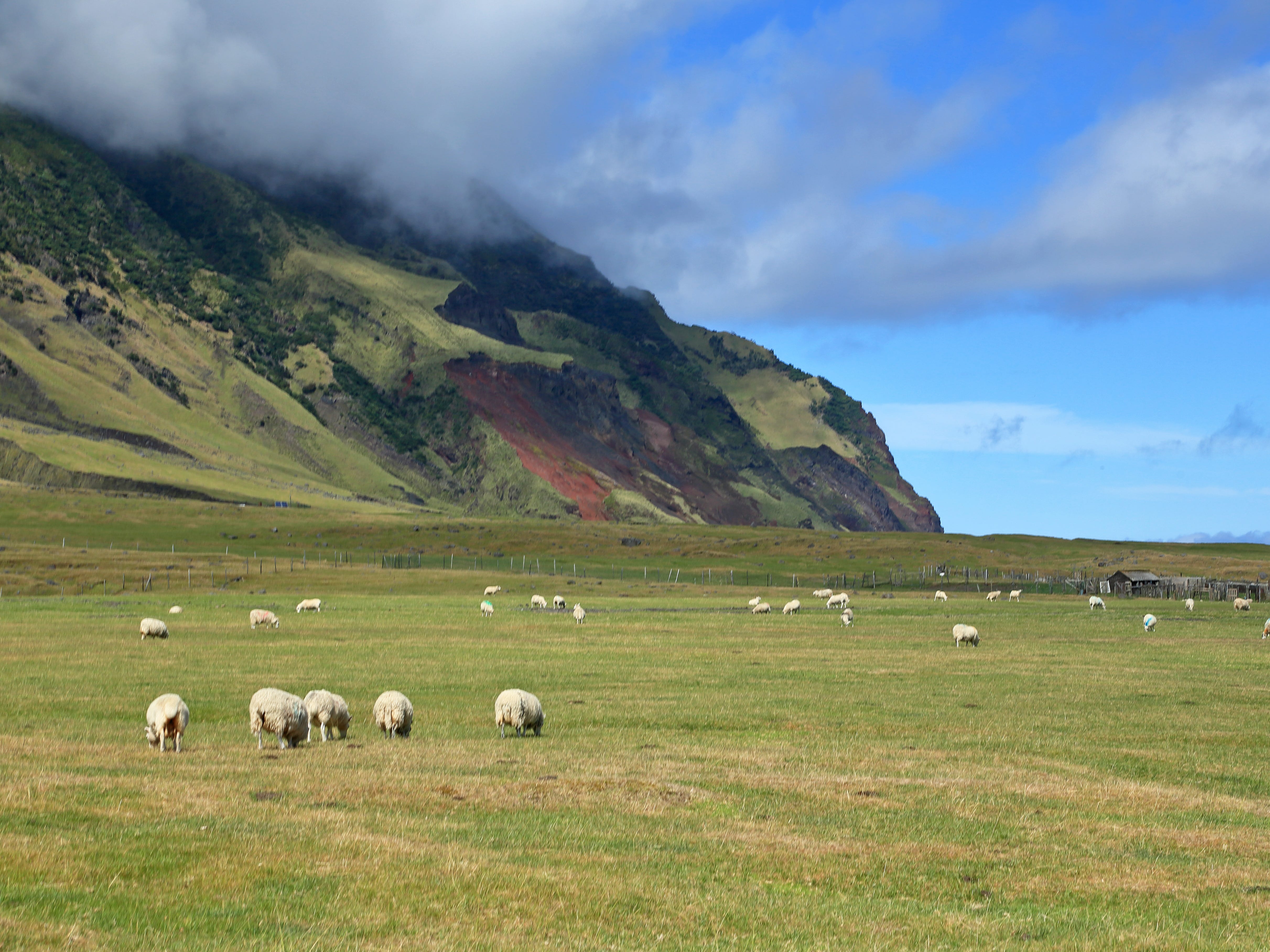 Sheep on Tristan da Cunha, near Edinburgh of the Seas.