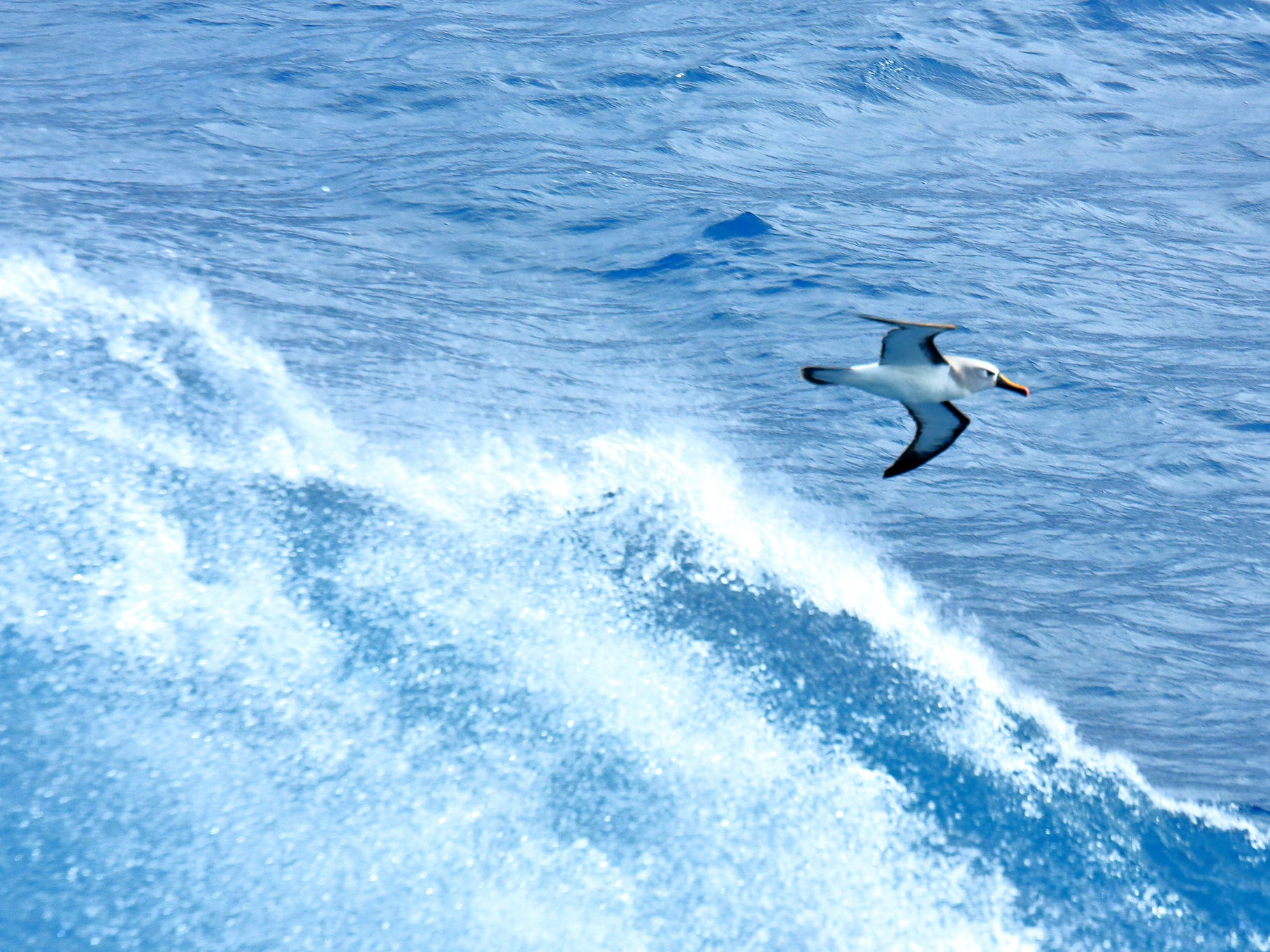 Yellow-nosed albatross
