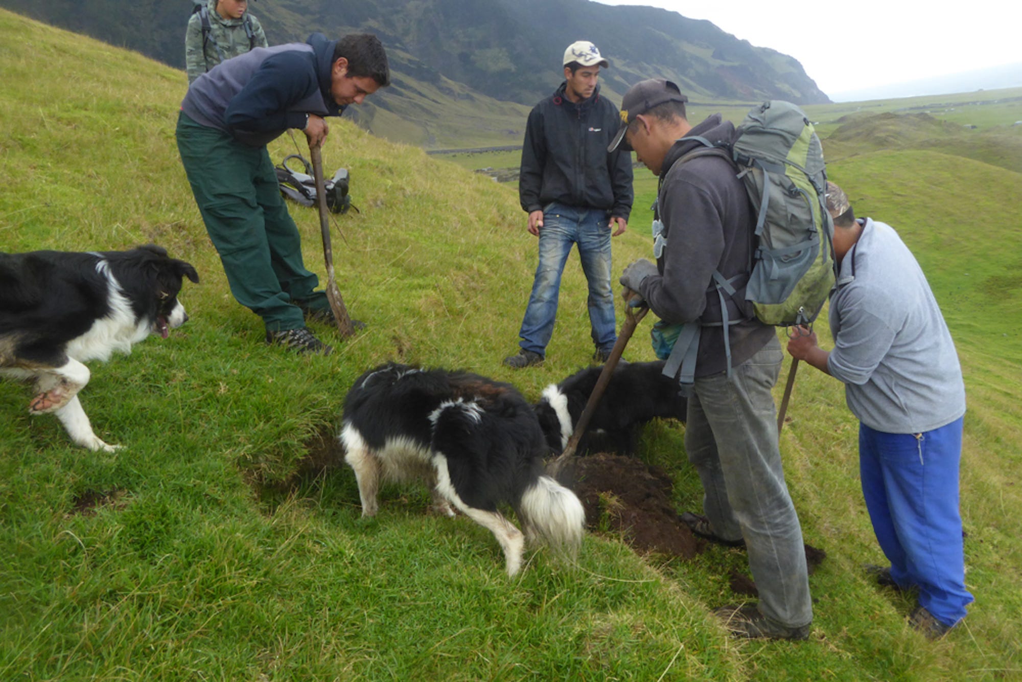 tristan da cunha ratting day