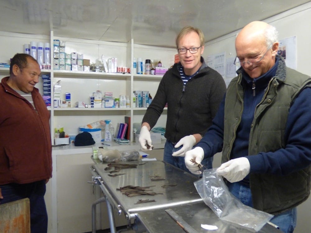 Tristan da cunha ratting day
