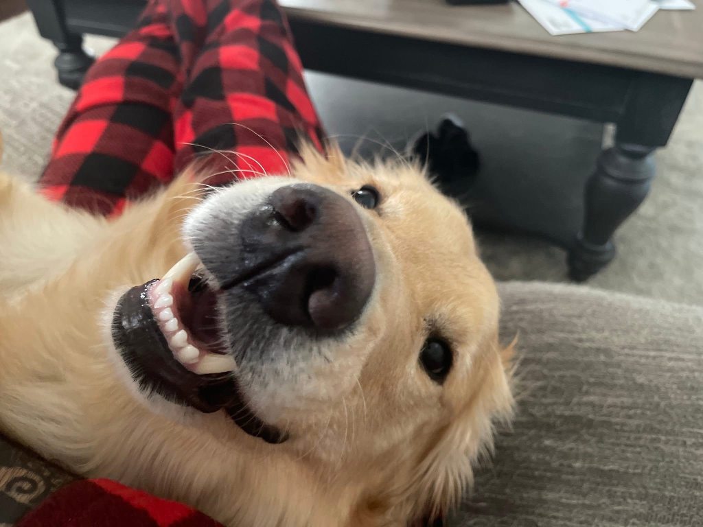 Golden retriever dog smiling.