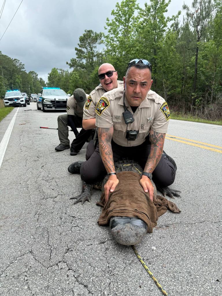Three officers sitting on a large alligator on a road.