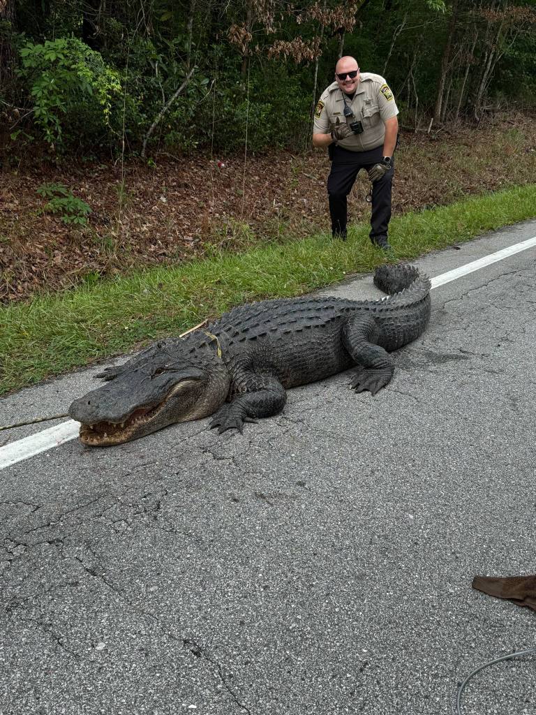 Large alligator on a road next to a law enforcement officer.