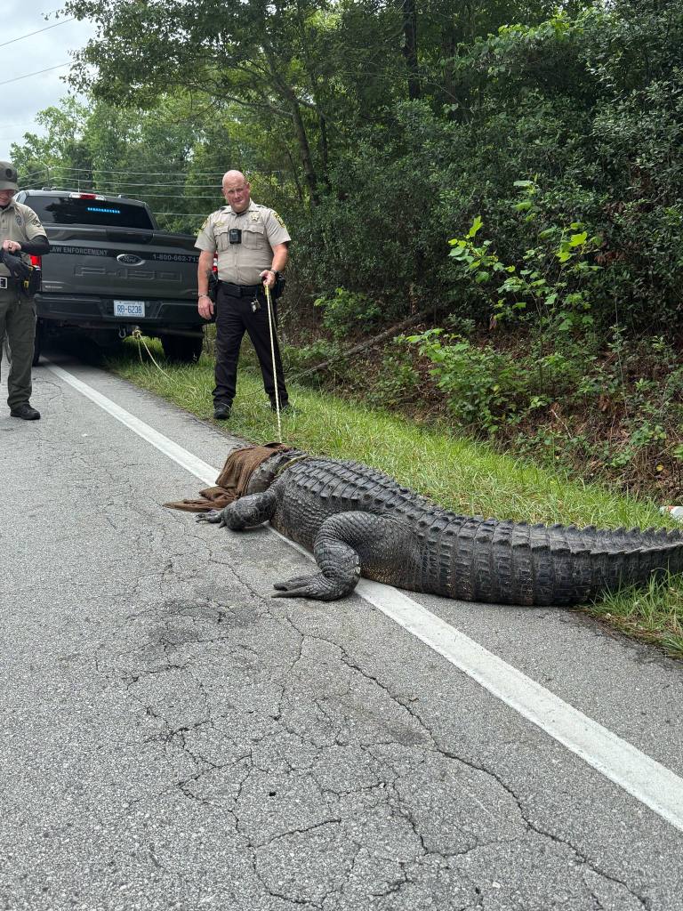 Large alligator on a road, being handled by law enforcement officers.