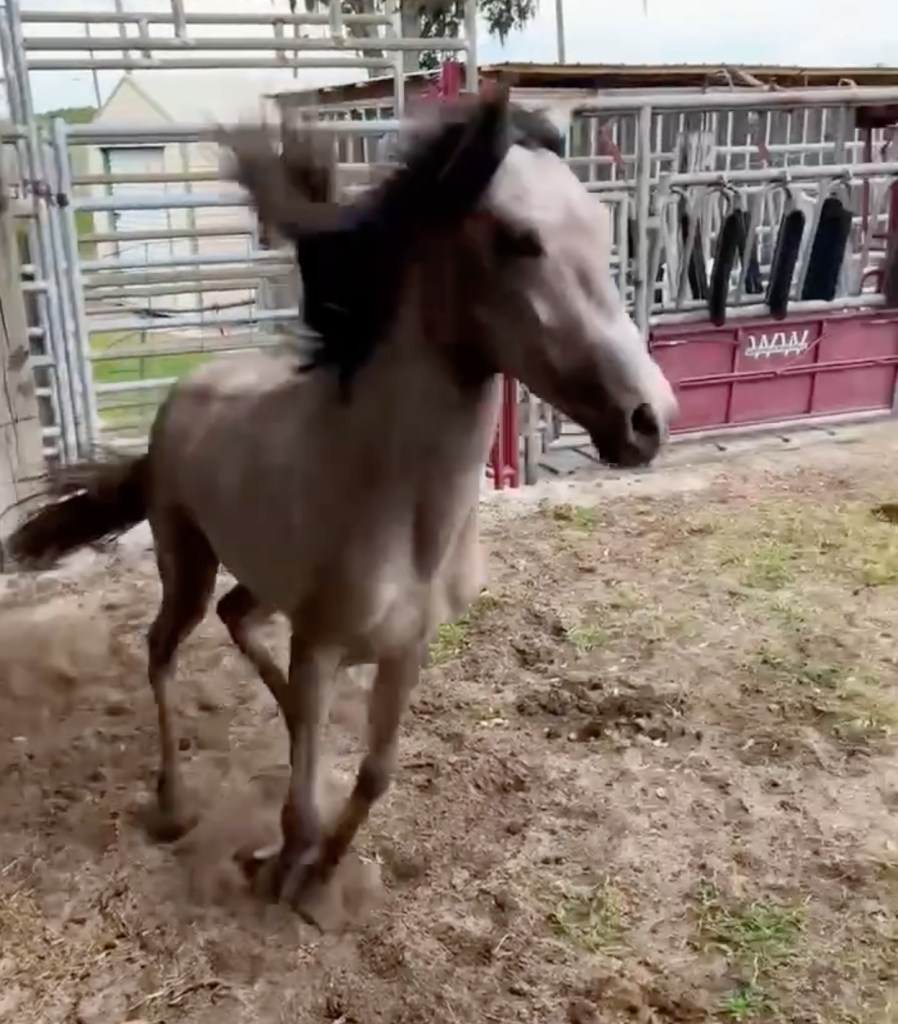 Thunder runs around his pen after being released from the miserable, cramped pen he was confined to.