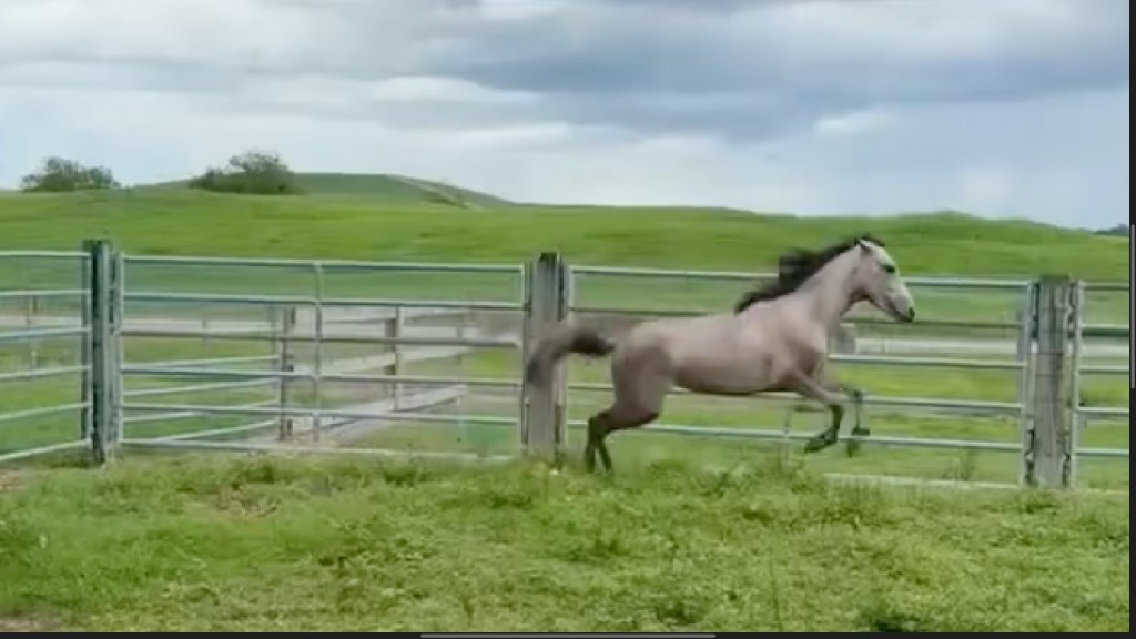The 2-year-old Paso Fino leaps in the air and scampers and sprints in excited circles in the open pasture at the ranch where he is being rehabilitated by authorities.
