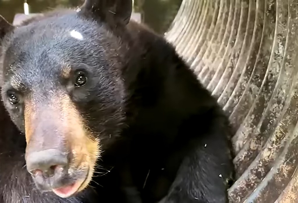 Black bear inside a nursing home.